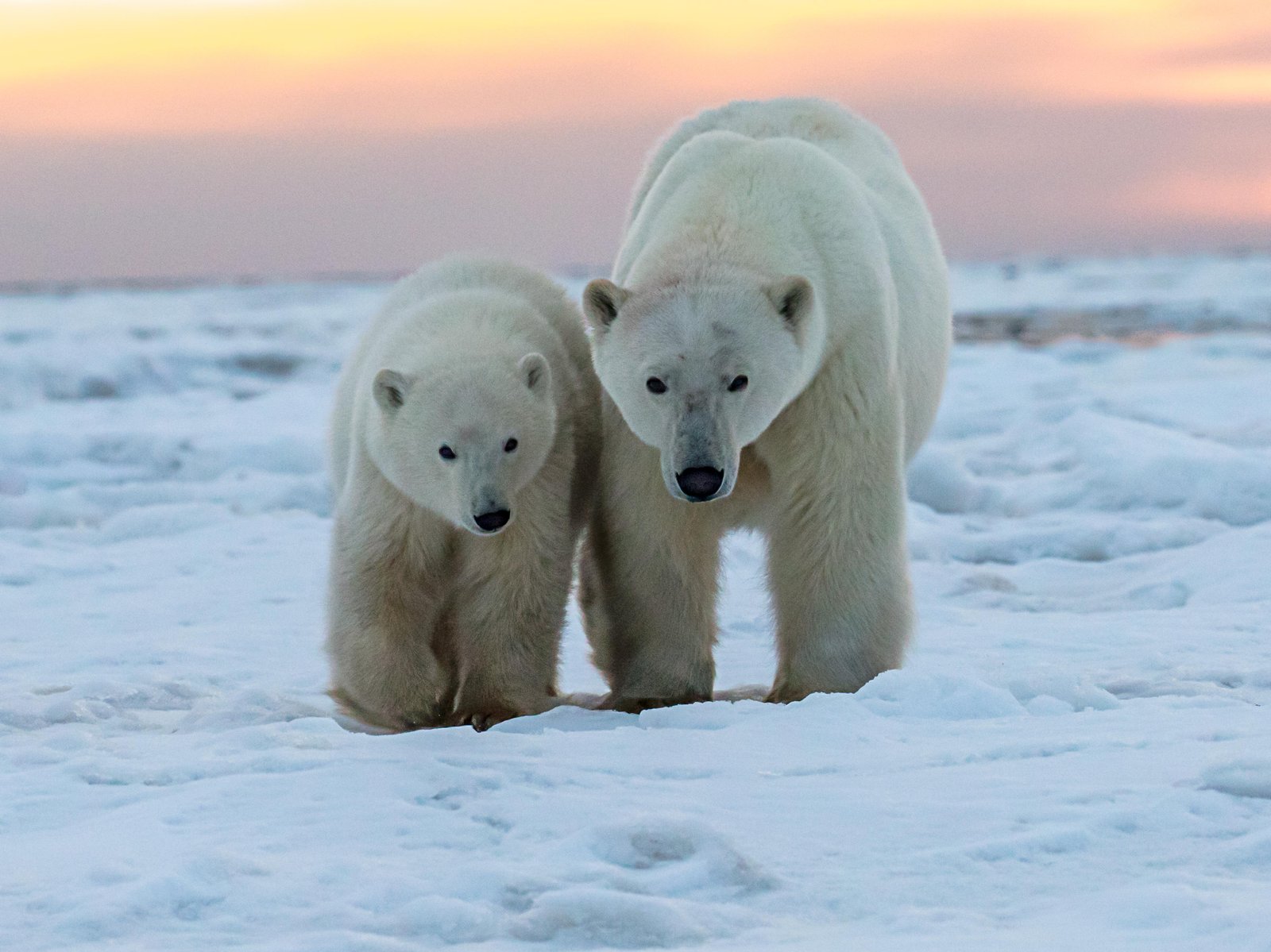 Cute polar bear photo